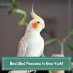 Best-Bird-Rescues-in-New-York-template