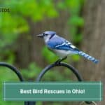 Best-Bird-Rescues-in-Ohio-template