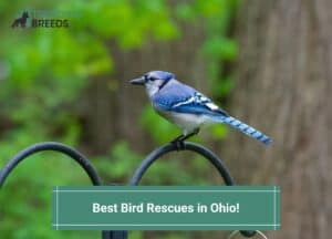 Best-Bird-Rescues-in-Ohio-template