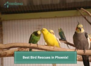 Best-Bird-Rescues-in-Phoenix-template
