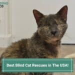Best-Blind-Cat-Rescues-in-The-USA-template