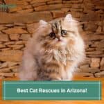 Best-Cat-Rescues-in-Arizona-template