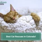 Best-Cat-Rescues-in-Colorado-template