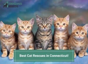 Best-Cat-Rescues-in-Connecticut-template