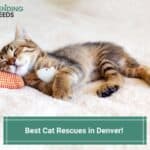 Best-Cat-Rescues-in-Denver-template