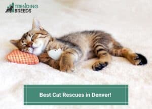Best-Cat-Rescues-in-Denver-template