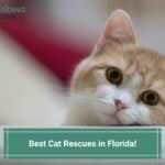 Best-Cat-Rescues-in-Florida-template