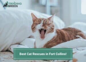 Best-Cat-Rescues-in-Fort-Collins-template