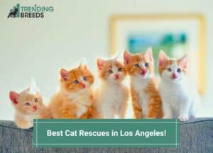 Best-Cat-Rescues-in-Los-Angeles-template