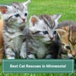Best-Cat-Rescues-in-Minnesota-template