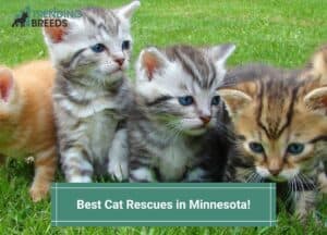 Best-Cat-Rescues-in-Minnesota-template