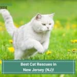 Best-Cat-Rescues-in-New-Jersey-template