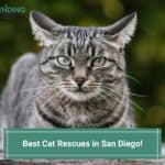 Best-Cat-Rescues-in-San-Diego-template