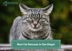 Best-Cat-Rescues-in-San-Diego-template