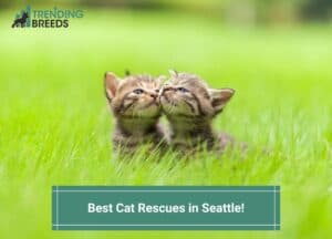 Best-Cat-Rescues-in-Seattle-template