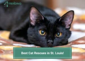 Best-Cat-Rescues-in-St.-Louis-template