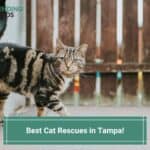 Best-Cat-Rescues-in-Tampa-template