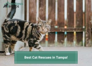 Best-Cat-Rescues-in-Tampa-template
