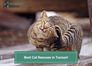 Best-Cat-Rescues-in-Tucson-template