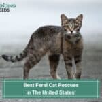 Best-Feral-Cat-Rescues-in-The-United-States-template