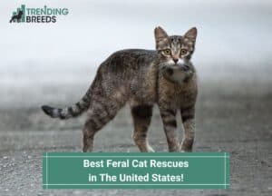 Best-Feral-Cat-Rescues-in-The-United-States-template