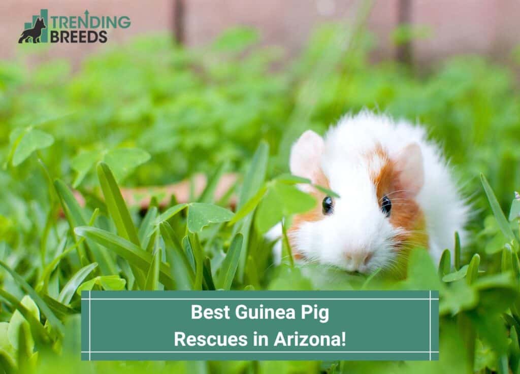Best-Guinea-Pig-Rescues-in-Arizona-template