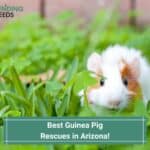 4 Best Guinea Pig Rescues in Arizona! (2023)