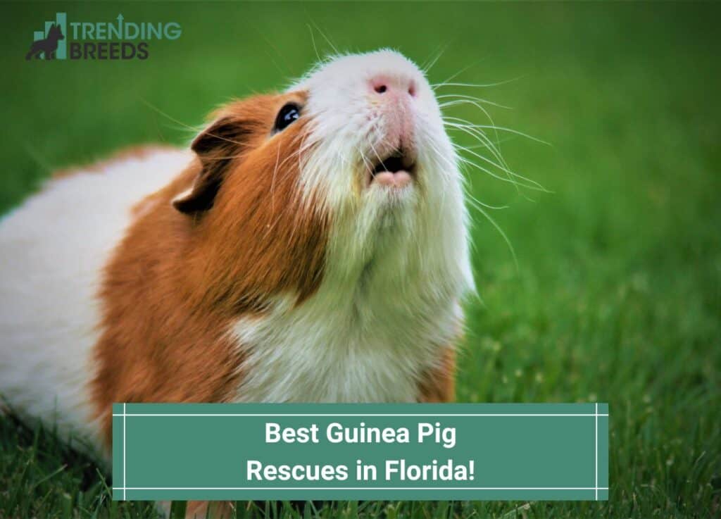 Best-Guinea-Pig-Rescues-in-Florida-template