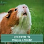 7 Best Guinea Pig Rescues in Florida! (2023)