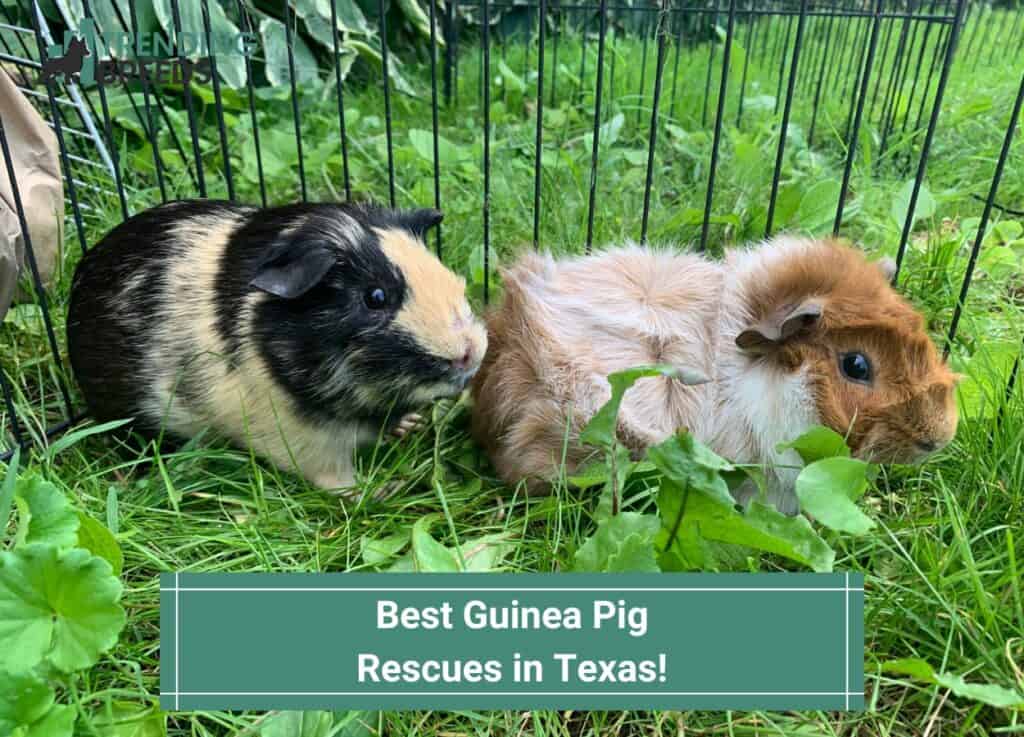 Best-Guinea-Pig-Rescues-in-Texas-template