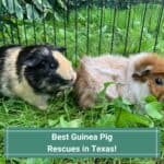 8 Best Guinea Pig Rescues in Texas! (2023)