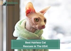 Best-Hairless-Cat-Rescues-in-The-USA-template