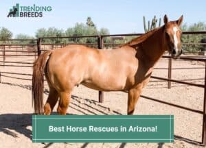 Best-Horse-Rescues-in-Arizona-template