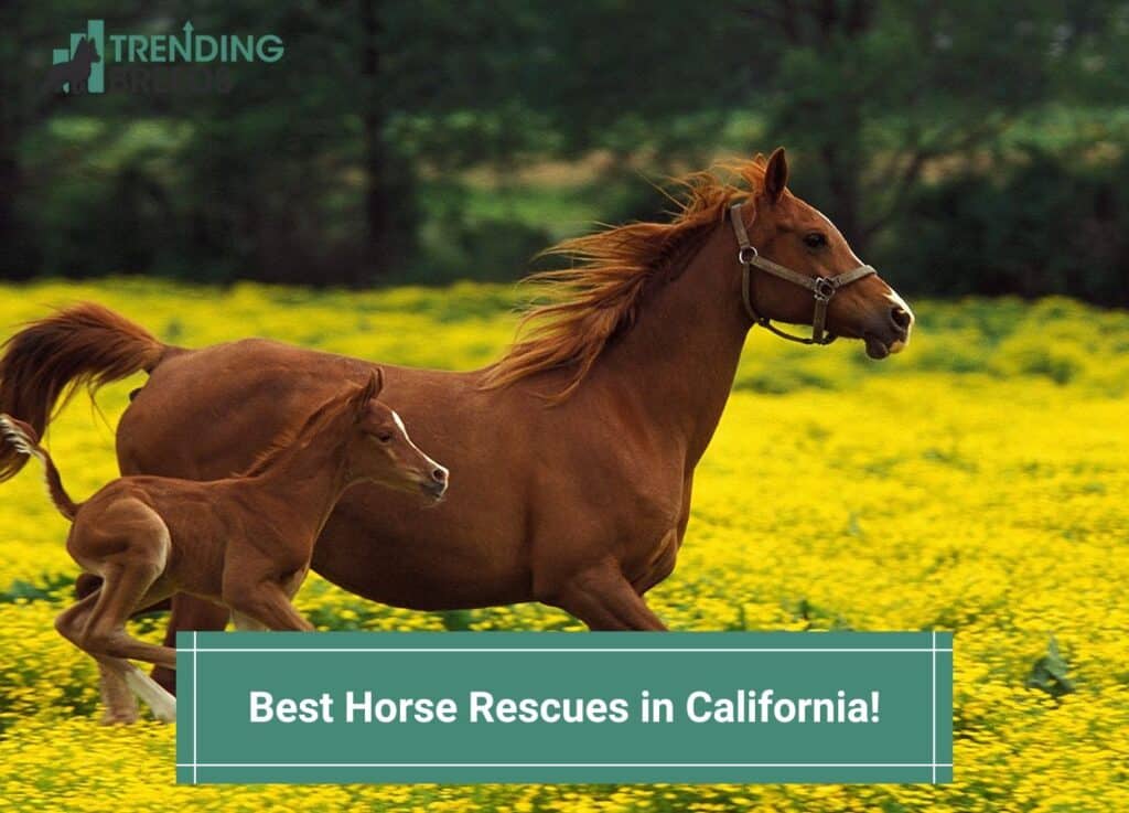Best-Horse-Rescues-in-California-template