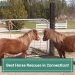 Best-Horse-Rescues-in-Connecticut-template