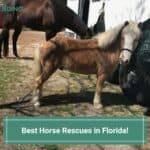 Best-Horse-Rescues-in-Florida-template
