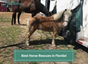 Best-Horse-Rescues-in-Florida-template