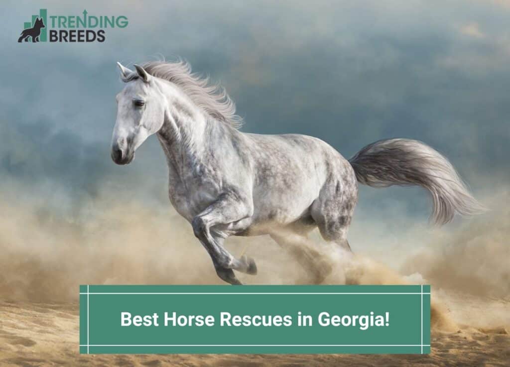 Best-Horse-Rescues-in-Georgia-template