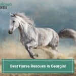 The 10 Best Horse Rescues in Georgia! (2023)