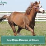 10 Best Horse Rescues in Illinois! (2023)