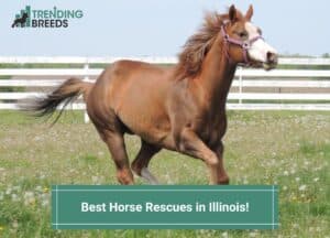Best-Horse-Rescues-in-Illinois-template