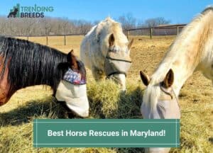 Best-Horse-Rescues-in-Maryland-template