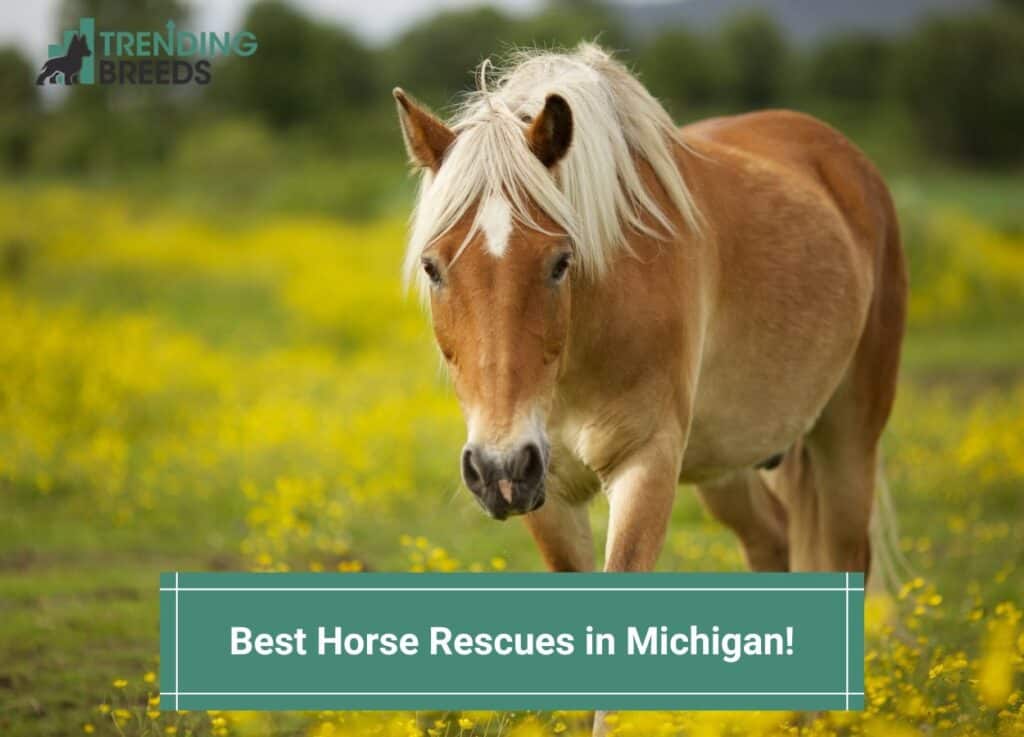 Best-Horse-Rescues-in-Michigan-template