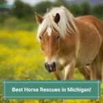 The 8 Best Horse Rescues in Michigan! (2023)