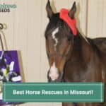 11 Best Horse Rescues in Missouri! (2023)