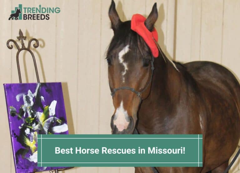 11 Best Horse Rescues in Missouri! (2024)