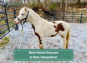 Best-Horse-Rescues-in-New-Hampshire-template