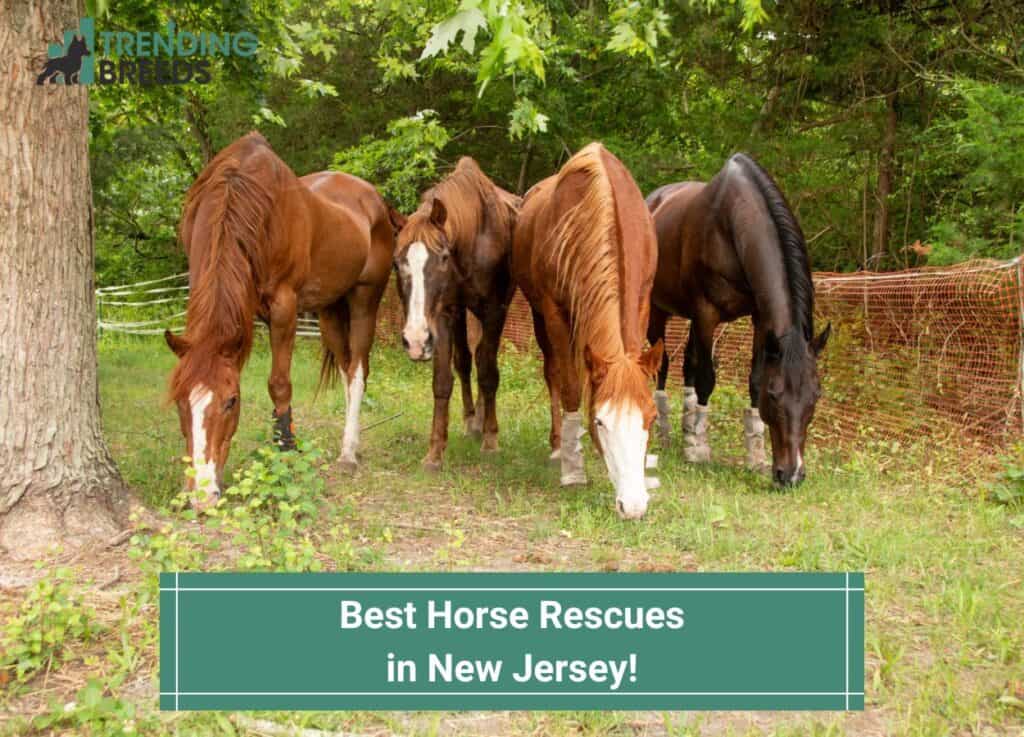 Best-Horse-Rescues-in-New-Jersey-template