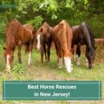 11 Best Horse Rescues in New Jersey! (2023)