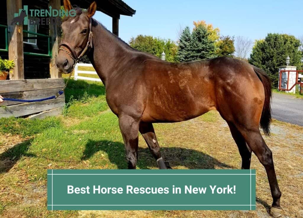 Best Horse Rescues in New York-template | Trending Breeds